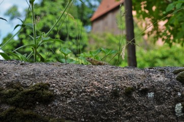 small salamander sitting on a stone