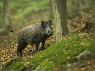 wild boar