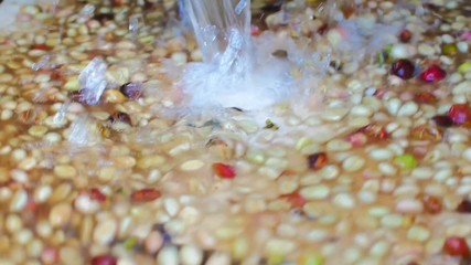 Wet process method 100% Organic arabica coffee beans in CHIANG RAI, North of Thailand.