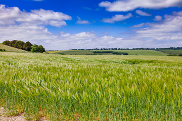 English rural landscape with barley field