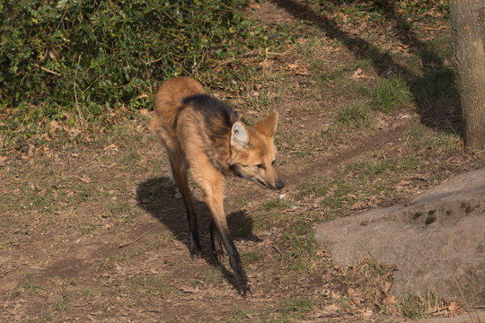 M&auml;hnenwolf auf der Suche nach Beute