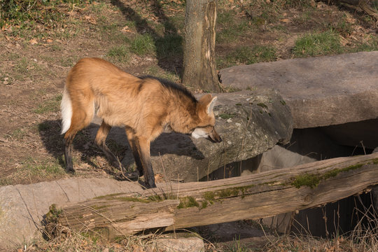 M&auml;hnenwolf auf der Suche nach Beute