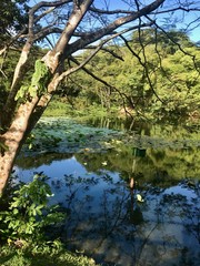 Beautiful untouched nature (wetlands) with trees, a lake with waterfowl, water lily petals and reflections in Pointe-à-Pierre on the Caribbean island of Trinidad