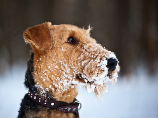 Вog  breed Airedale Terrier  with snowy muzzle outdoors