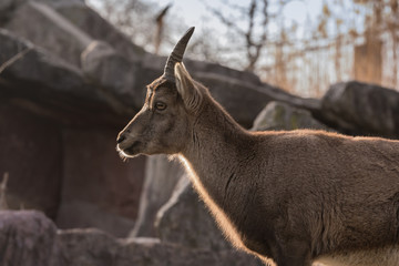 Alpensteinbock im Tiergehege