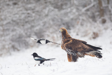 Young Golden Eagle portreture surrounded by common magpies in winter conditions.