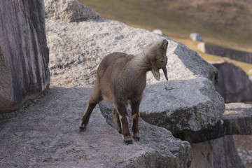 Alpensteinbock im Tiergehege