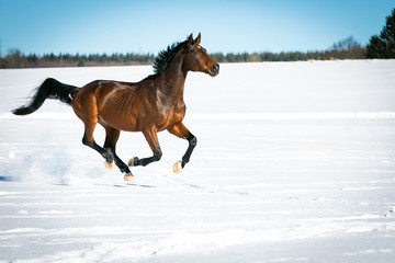 Fototapeta na wymiar Horse running free, galloping and trotting in the sunshine, in the snow in a pasture.