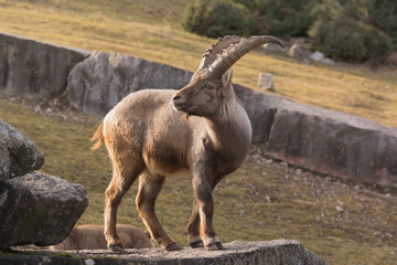 Obraz premium Alpensteinbock im Tiergehege