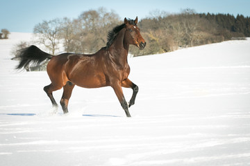 Horse running free, galloping and trotting in the sunshine, in the snow in a pasture.