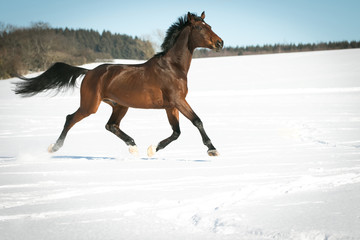 Horse running free, galloping and trotting in the sunshine, in the snow in a pasture.