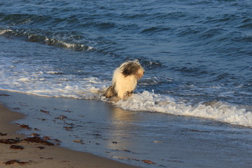 Ein Bobtail in der Ostsee