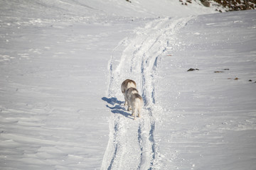 Renifery w pierwszych promieniach słońca © blackspeed