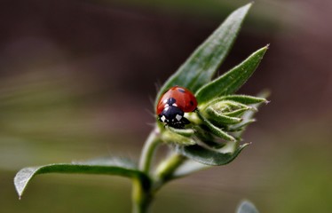 Ladybug