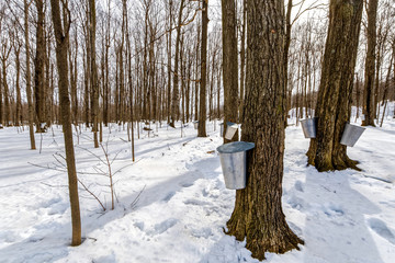 Buckets collect sap on maple trees at St-Gregoire Quebec 