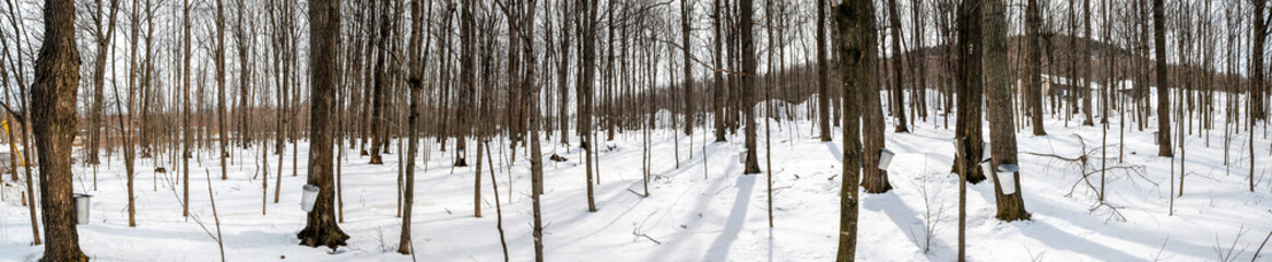 Panoramic view of buckets collect sap on maple trees