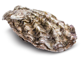 Fresh oysters isolated with shadow on white background