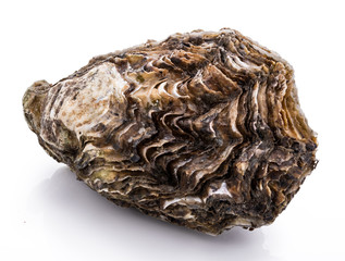 Fresh oysters isolated with shadow on white background