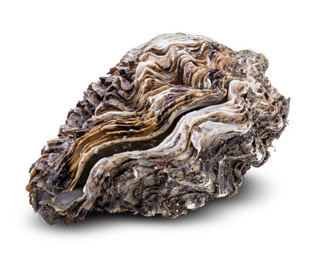 Fresh oysters isolated with shadow on white background