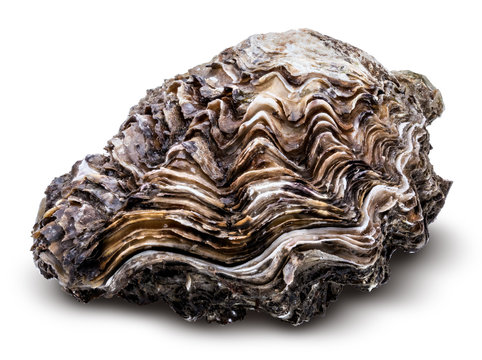 Fresh oysters isolated with shadow on white background
