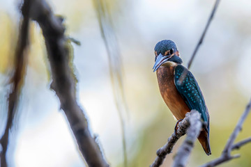 Kingfisher or Alcedo atthis perches on branch