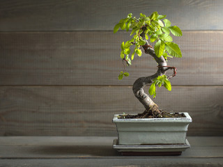 bonsaï miniature orme de Chine.