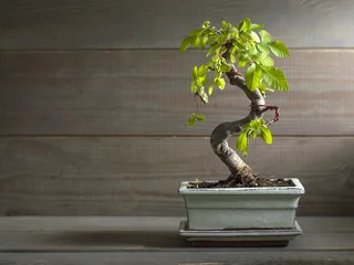Rideaux tamisants Bonsaï bonsaï miniature orme de Chine.