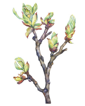 A young spring branch of a chestnut tree with buds and leaves. Watercolor hand drawn painting illustration isolated on a white background.

