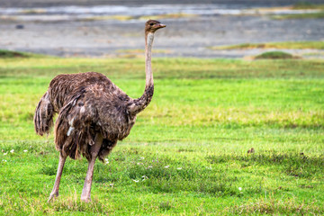 Female African ostrich in savannah
