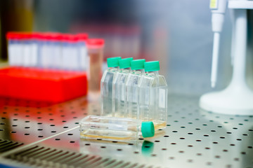 Cell culture flasks in laminar flow. Photo taken from laminar interior.