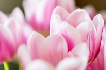 Fototapeta premium Close up beautiful pink tulips