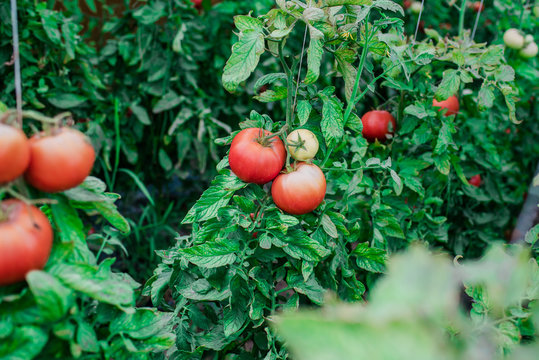 Harvest of fresh tomatoes from ecological and domestic breeding. Bio nutrition and health.