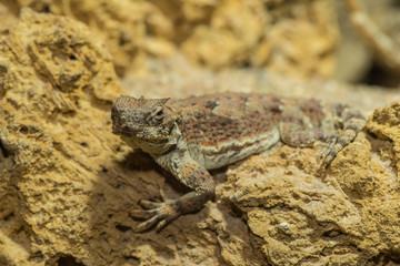 Wüstenkrötenechse auf einem Felsvorsprung