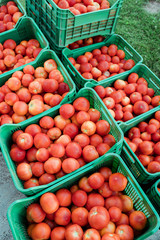 Fresh picked tomatoes from organic and domestic breeding ready for sale. Nutrition and health.