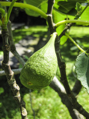 Feigen, figs