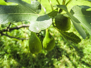 Feigen, figs