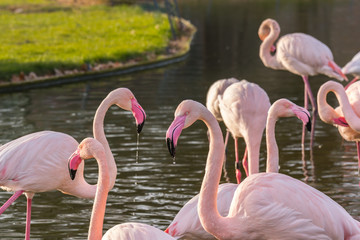 Flamingos im Park