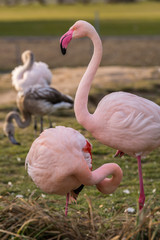 Flamingos im Park