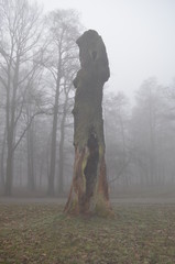 Wysoki pień starego drzewa w parku we mgle, Wrocław, park Wschodni