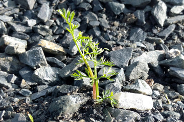 Parsley grows among the stones in the spring bright morning