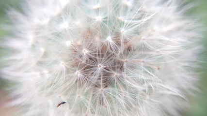 Rolgordijnen Dandelion fluffy close-up © Pavel