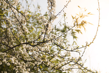 Apple blossom background. Empty space for your design and text.
