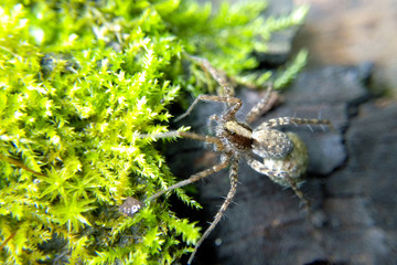 Spider in the forest close-up blurred background macro nature