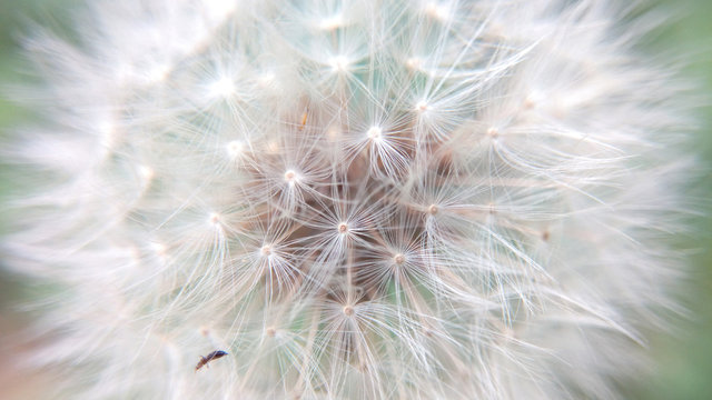 Dandelion fluffy close-up