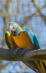 Exotic tropical yellow and blue parrot sitting on branch of tree in park
