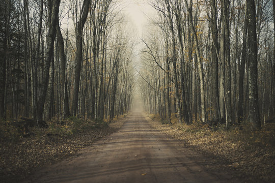 Empty road amidst bare trees in forest