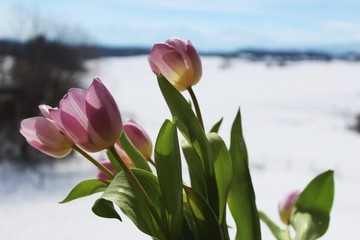 Rosa Tulpen im Frühling, alpine Landschaft mit Schnee im Hintergrund, Allgäu
