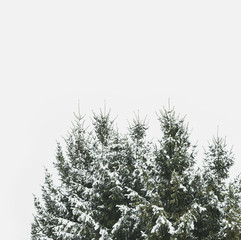 Baumspitzen von schneebedecktem Nadelwald 