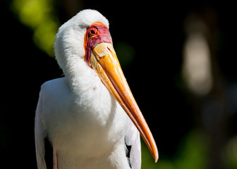 Portrait of a Yellow-billed stork (Mycteria ibis) with black background