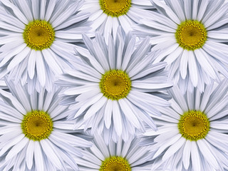 Floral background of white chamomiles.  Close-up.  Flower composition. Nature.